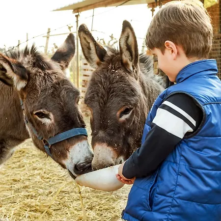 Azienda Agrituristica Il Pago 新锡里马里纳