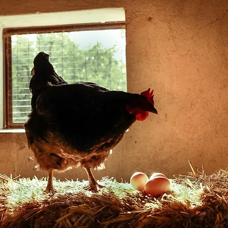 Azienda Agrituristica Il Pago Alloggio per agriturismo Nova Siri Marina