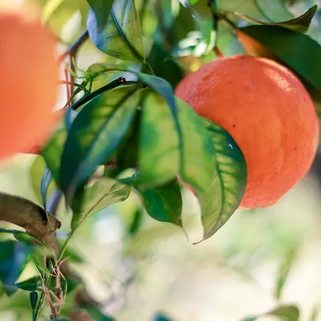 Azienda Agrituristica Il Pago Nova Siri Marina