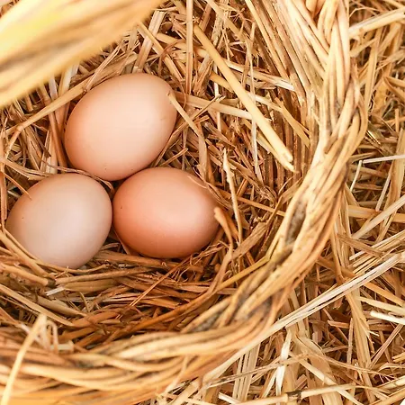 Azienda Agrituristica Il Pago *