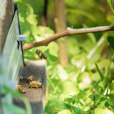 Azienda Agrituristica Il Pago Farm stay *