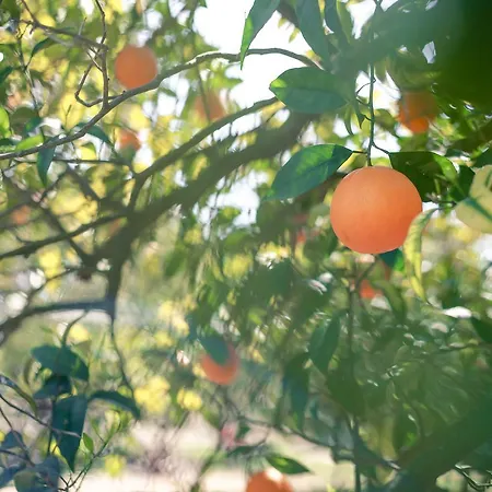Azienda Agrituristica Il Pago Nova Siri
