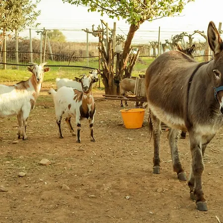 Azienda Agrituristica Il Pago * Nova Siri